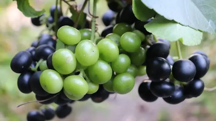 Trái Giác Là Trái Gì? Nguồn Gốc, Công Dụng Và Ý Nghĩa Trong Đời Sống