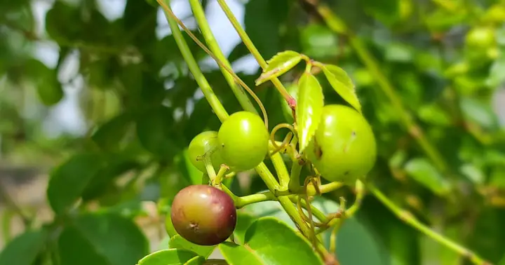 Trái Giác Là Trái Gì? Nguồn Gốc, Công Dụng Và Ý Nghĩa Trong Đời Sống
