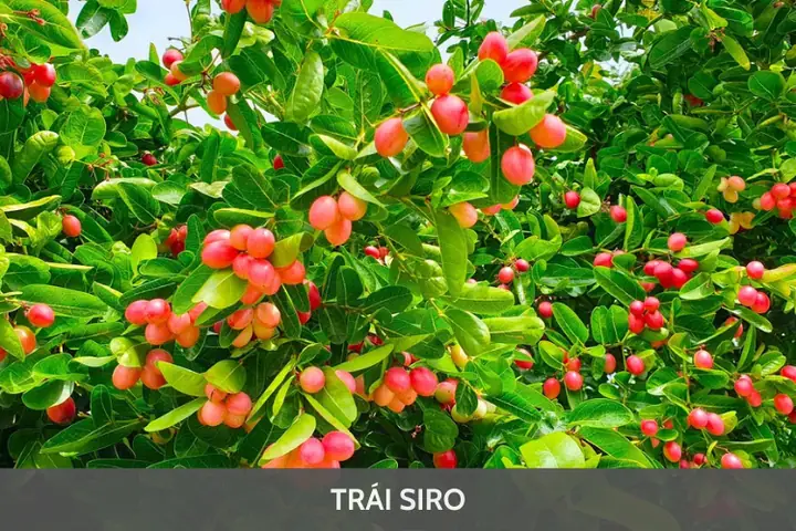 Trái Siro Ăn Được Không? Giải Đáp Chi Tiết Cho Người Tiêu Dùng Thông Thái Trái Siro Ăn Được Không? Giải Đáp Chi Tiết Cho Người Tiêu Dùng Thông Thái