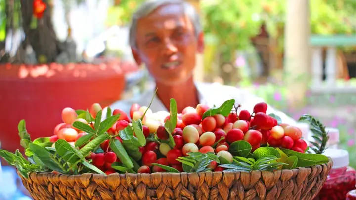 Trái Siro Ăn Được Không? Giải Đáp Chi Tiết Cho Người Tiêu Dùng Thông Thái Trái Siro Ăn Được Không? Giải Đáp Chi Tiết Cho Người Tiêu Dùng Thông Thái