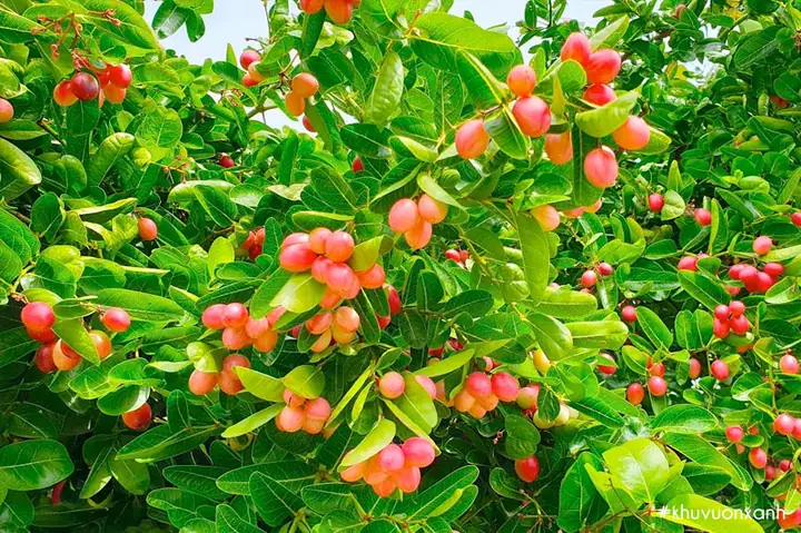 Trái Siro Ăn Được Không? Giải Đáp Chi Tiết Cho Người Tiêu Dùng Thông Thái