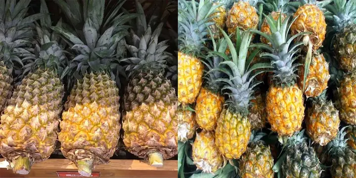 So Sánh Trái Thơm Và Trái Khóm: Đâu Là Lựa Chọn Tốt Hơn Cho Sức Khỏe?