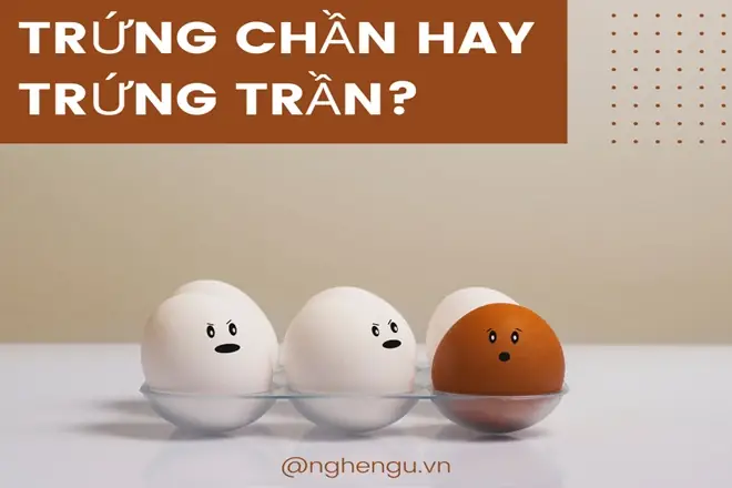 Trứng Chần Hay Trứng Trần: Sự Khác Biệt Và Lựa Chọn Tối Ưu Cho Từng Món Ăn Trứng Chần Hay Trứng Trần: Sự Khác Biệt Và Lựa Chọn Tối Ưu Cho Từng Món Ăn