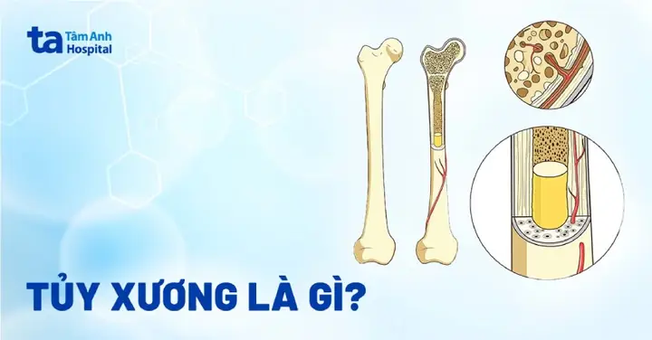 Tủy Heo Có Tác Dụng Gì? Lợi Ích, Giá Trị Dinh Dưỡng Và Cách Dùng Hiệu Quả