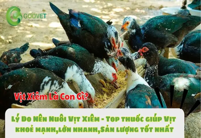 Vịt Xiêm Là Con Gì? Nguồn Gốc, Đặc Điểm Và Giá Trị Kinh Tế