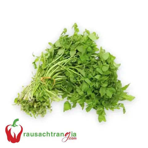 Review Xà Lách Son Đà Lạt: Đâu Là Nơi Bán Ngon, Giá Rẻ, Uy Tín Nhất?