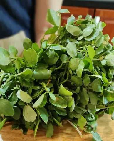 Review Xà Lách Son Đà Lạt: Đâu Là Nơi Bán Ngon, Giá Rẻ, Uy Tín Nhất?