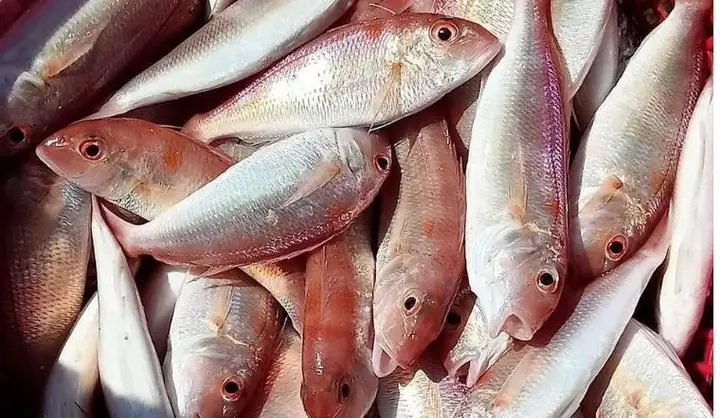 Cá Đổng Là Gì? Giá Thị Trường, Cách Chọn Mua & Món Ngon Chuẩn Vị
