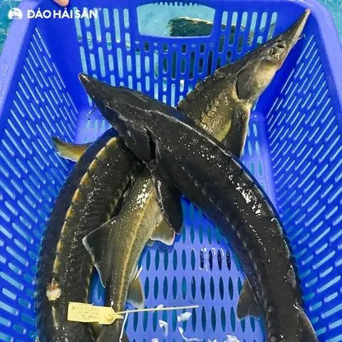 Cá hồi tươi ngon được chuẩn bị sẵn sàng để chế biến món lẩu