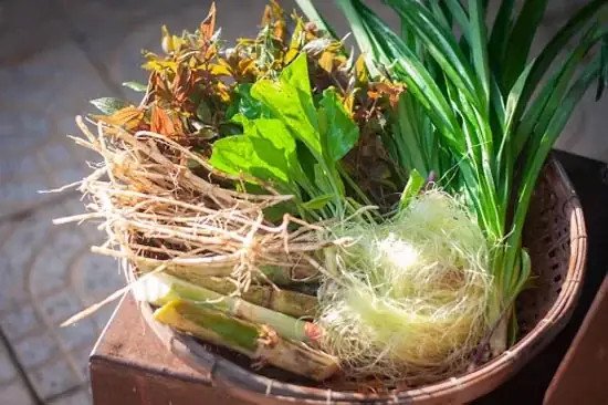 Các bước nấu nước mía lau: sơ chế, nấu, nêm nếm và đóng chai