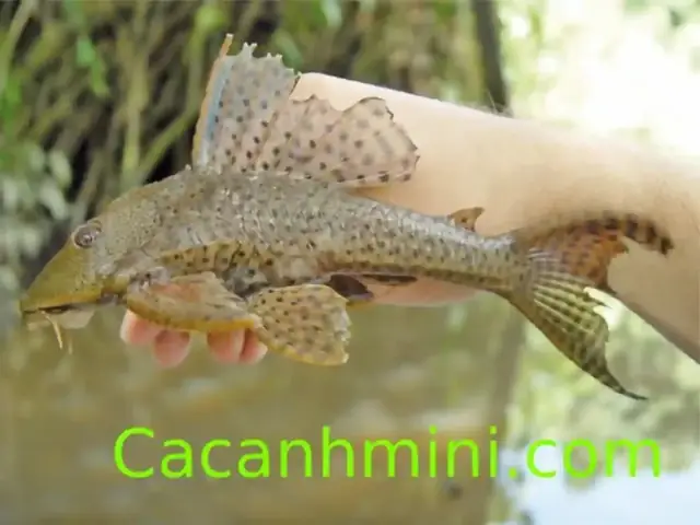 Các Món Ăn Ngon Từ Cá Lau Kiếng: Bí Quyết Chế Biến Từ Dân Dã Đến Đặc Sản