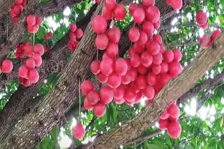 Cách Ăn Quả Dâu Da Đúng Chuẩn: Hướng Dẫn Toàn Tập Từ A Đến Z
