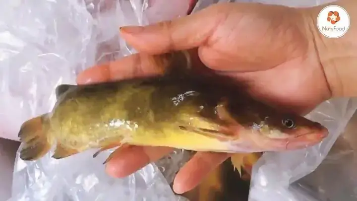 Cách Nấu Cá Bò Sông Đa Dạng: Từ Canh Chua Đến Kho Tộ Ngon Chuẩn Vị
