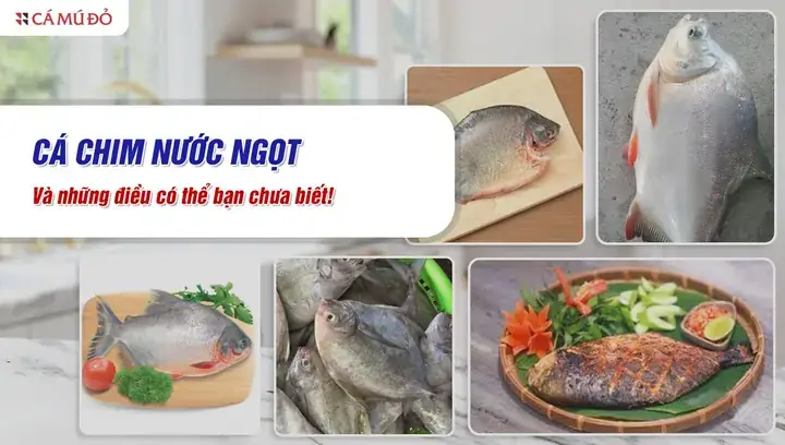Cách Nấu Cá Chim Nước Ngọt Ngon Chuẩn Vị: Từ Sơ Chế Đến Thành Phẩm