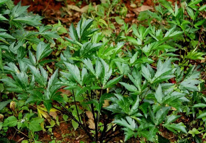 Hướng Dẫn Toàn Diện Về Cách Nấu Canh Sâm Đương Quy Bổ Dưỡng Tại Nhà