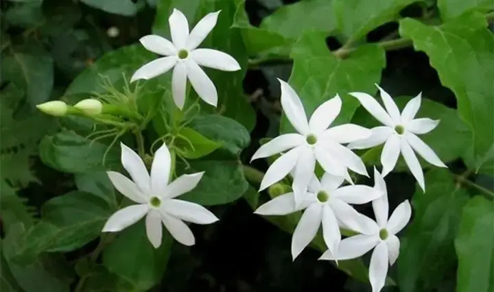 Cách Nấu Chè Vằng Giảm Cân Tại Nhà Đơn Giản, Hiệu Quả