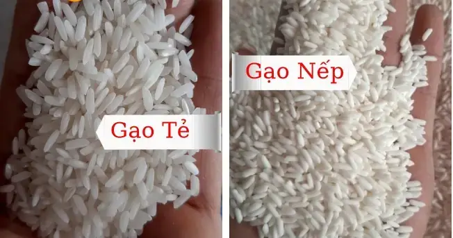 Cách Nấu Gạo Nếp Thái Lan Chuẩn Vị
