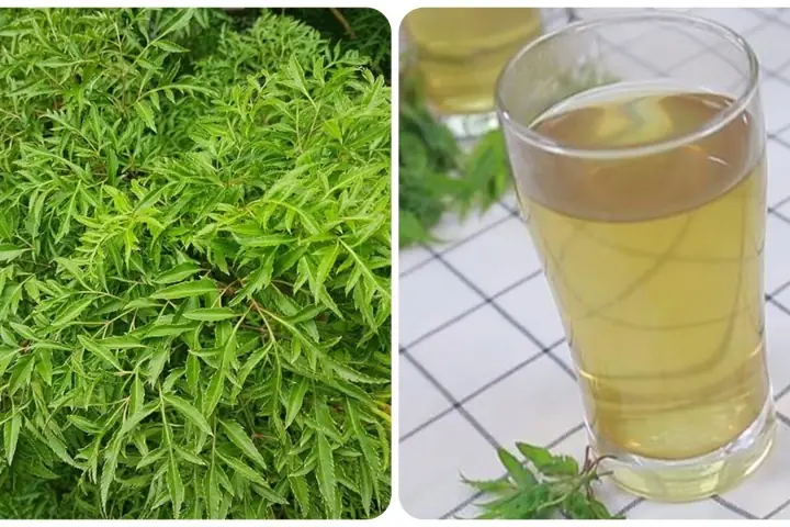 Cách Nấu Lá Đinh Lăng Cho Bà Đẻ Đúng Chuẩn