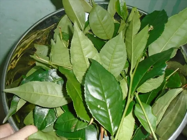 Cách Nấu Lá Trà Xanh Không Đắng: 5 Phương Pháp Đơn Giản Tại Nhà