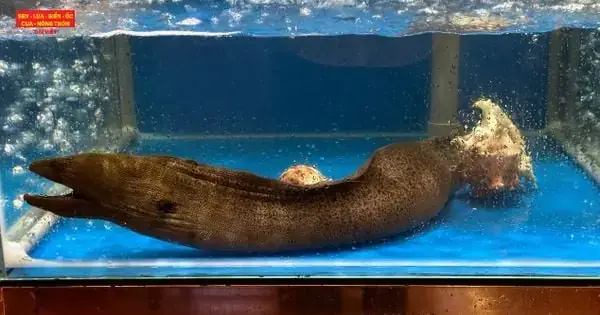 Cách Nấu Lẩu Cá Chình Măng Chua Chuẩn Vị: Hướng Dẫn Từ A Đến Z