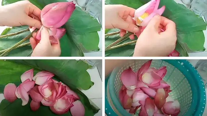Cách Nấu Nước Hoa Sen Đúng Cách: Hướng Dẫn Chi Tiết Từ A Đến Z