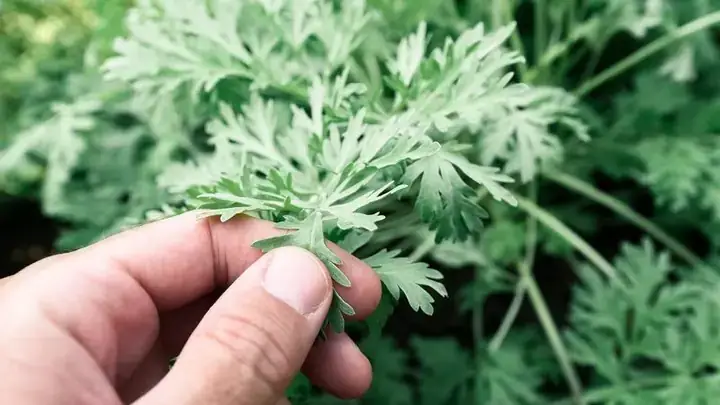 Hướng Dẫn Chi Tiết Cách Nấu Nước Lá Ngải Cứu Tươi Tại Nhà