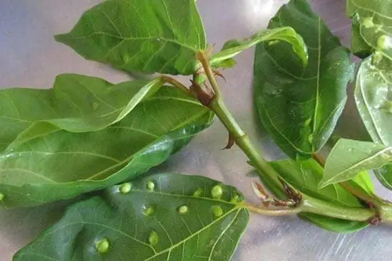 Cách Nấu Nước Lá Sung Tươi Đúng Cách: Hướng Dẫn Toàn Tập Cho Người Mới