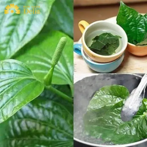 Cách Nấu Nước Lá Trầu Không Đúng Cách: Hướng Dẫn Chi Tiết Từ A Đến Z