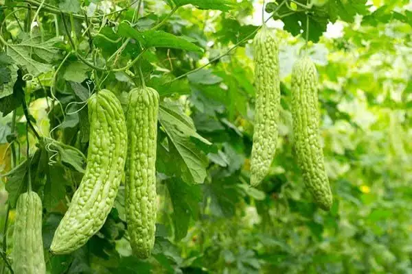 Hướng Dẫn Chi Tiết Cách Nấu Nước Mướp Đắng Thanh Mát, Giảm Đắng Tại Nhà