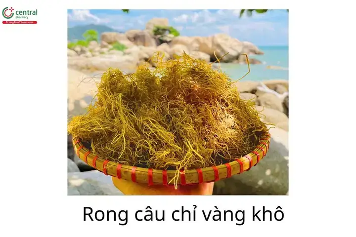 Cách Nấu Rong Câu Chỉ Vàng Đúng Cách: Hướng Dẫn Chi Tiết Từ A-z