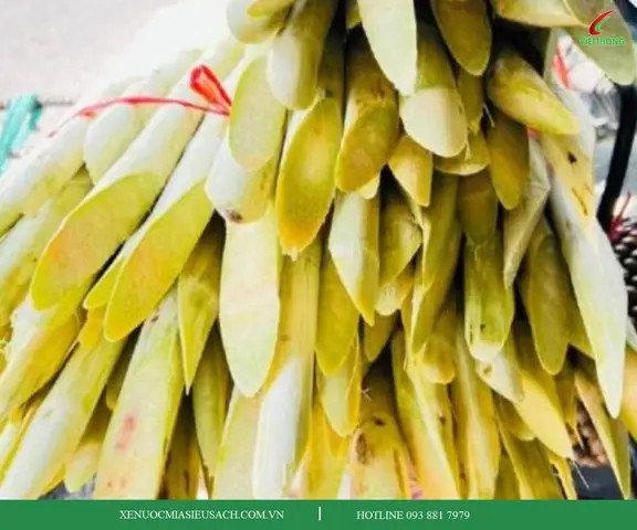 Cận cảnh những cây mía tươi rói, mọng nước sẵn sàng cho việc ép lấy nước cốt