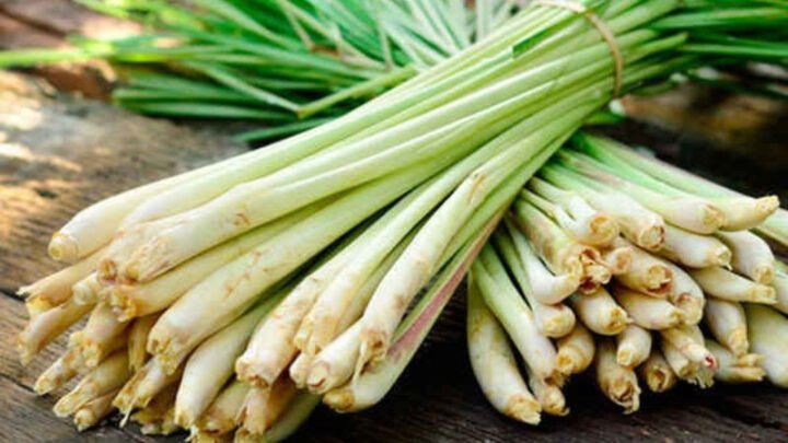 Chọn dạ dày bò tươi ngon