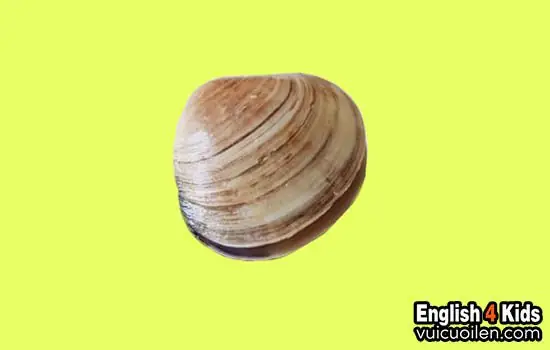 Con Nghêu Và Con Ngao: Sự Khác Biệt Và Ứng Dụng Trong Đời Sống