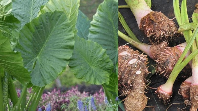 Đảm bảo chế biến và sử dụng củ ráy đúng cách để bảo vệ sức khỏe
