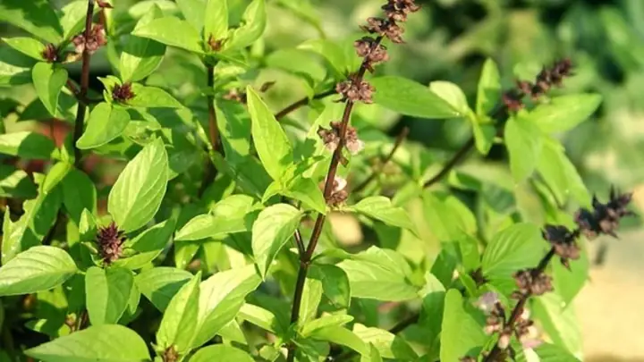 Hạt É Làm Như Thế Nào: Hướng Dẫn Chi Tiết Từ A Đến Z