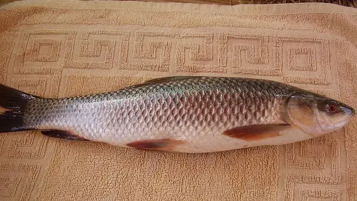Hình Ảnh Cá Trôi Trắng: Đặc Điểm, Ý Nghĩa Và Ứng Dụng