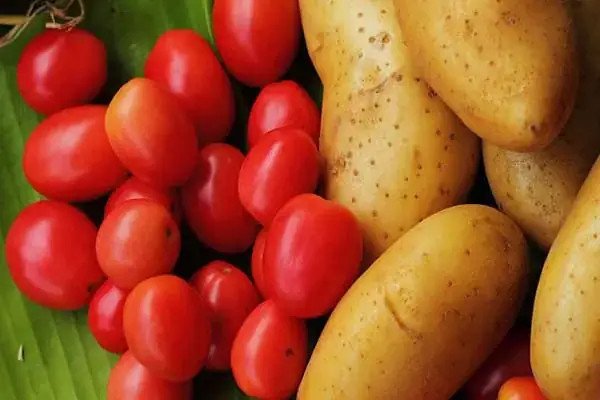 Khoai tây xào cà chua có độc không?