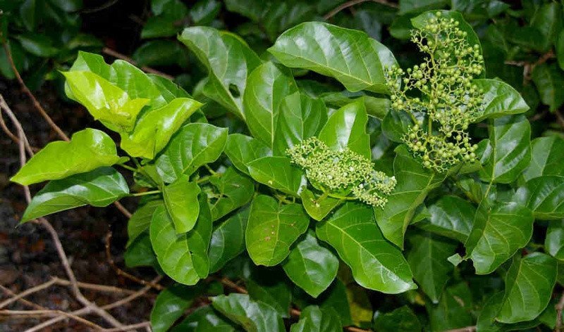 Không nên lạm dụng nước lá cách