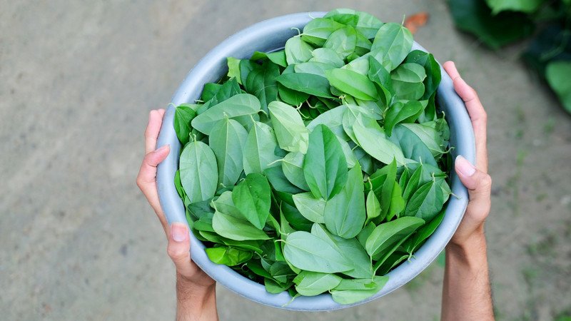 Lá sương sâm tươi là nguyên liệu tốt nhất để làm thạch