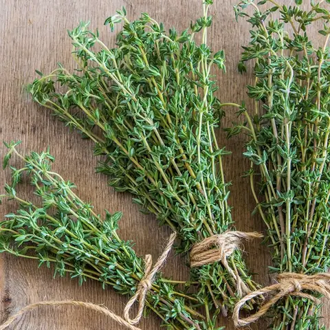 Lá Thyme Dùng Làm Gì? Công Dụng Và Cách Ứng Dụng Chi Tiết