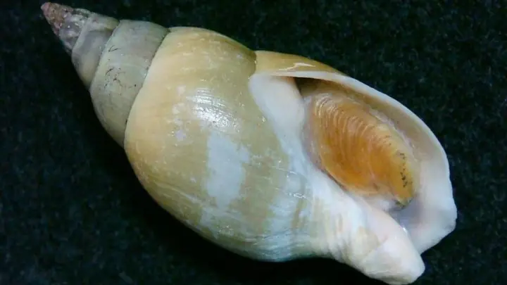 Ốc Cà Na Bao Nhiêu 1kg
