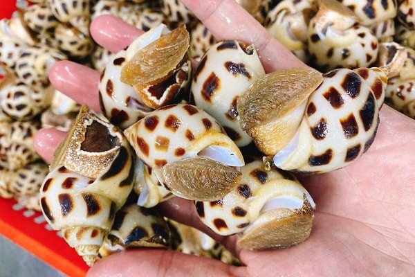 ốc hương tươi ngon, vỏ vàng, thịt đầy đặn