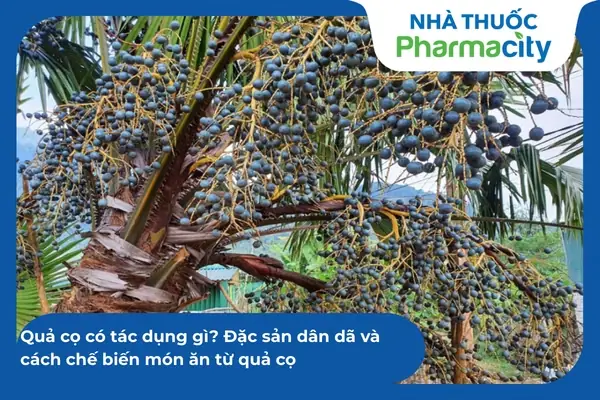 Quả Cọ Là Gì? Tác Dụng Và Cách Chế Biến Từ Quả Cọ Dân Dã