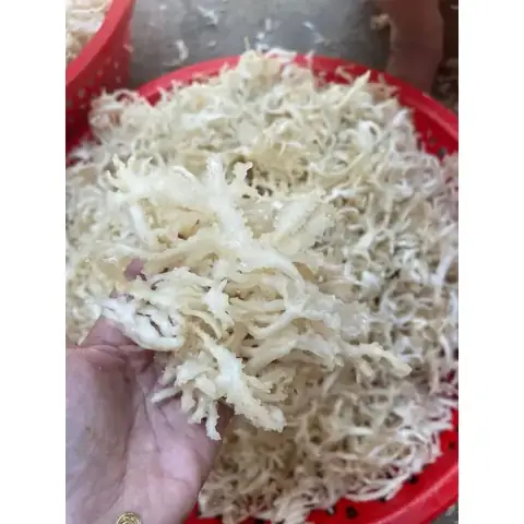 Rong Chân Vịt Tươi: Khám Phá Công Dụng Và Cách Nấu Chè Chuẩn Vị