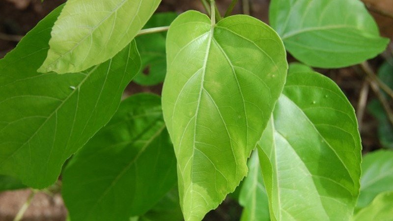 Uống nước lá cách giúp bảo vệ gan hiệu quả