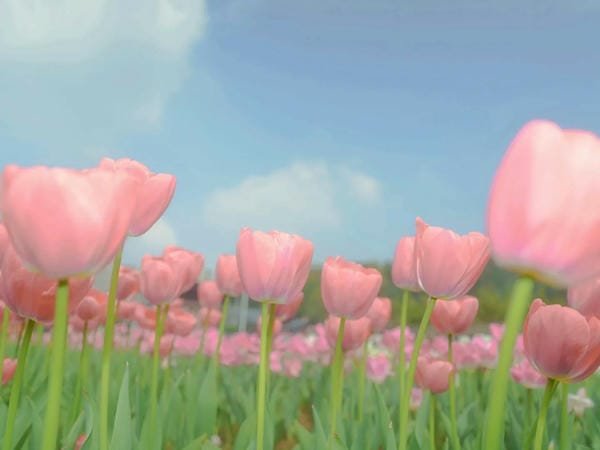 ảnh bìa facebook đẹp 24