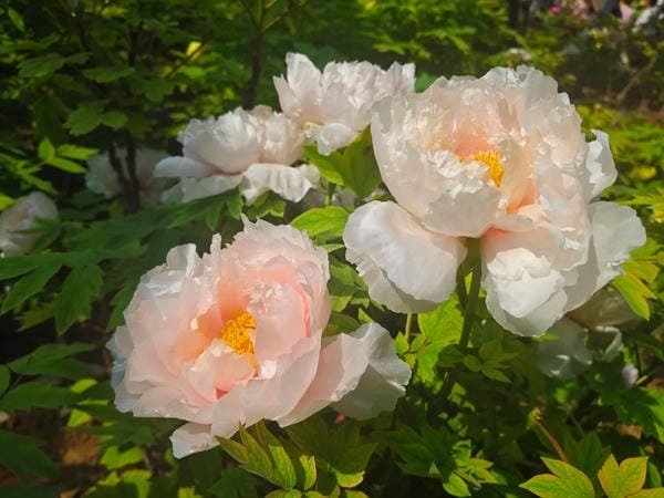BST 99+ ảnh hoa mẫu đơn đẹp sang trọng mang ý nghĩa may mắn ảnh hoa mẫu đơn 19