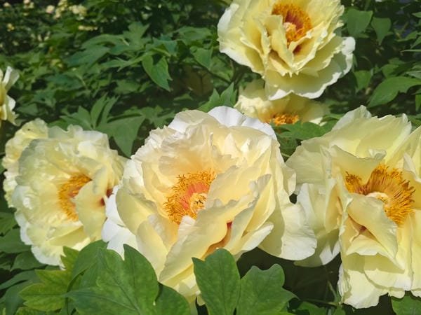 BST 99+ ảnh hoa mẫu đơn đẹp sang trọng mang ý nghĩa may mắn ảnh hoa mẫu đơn 20