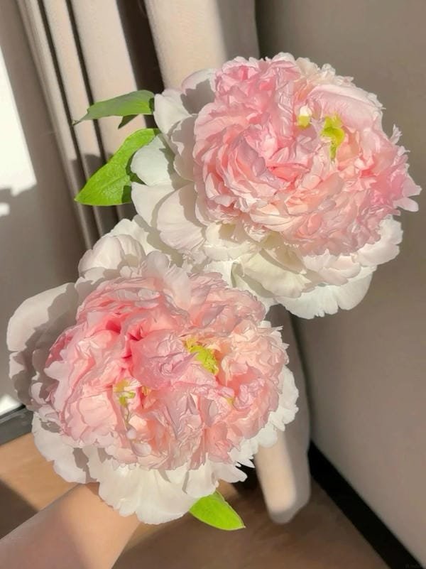 BST 99+ ảnh hoa mẫu đơn đẹp sang trọng mang ý nghĩa may mắn ảnh hoa mẫu đơn 5