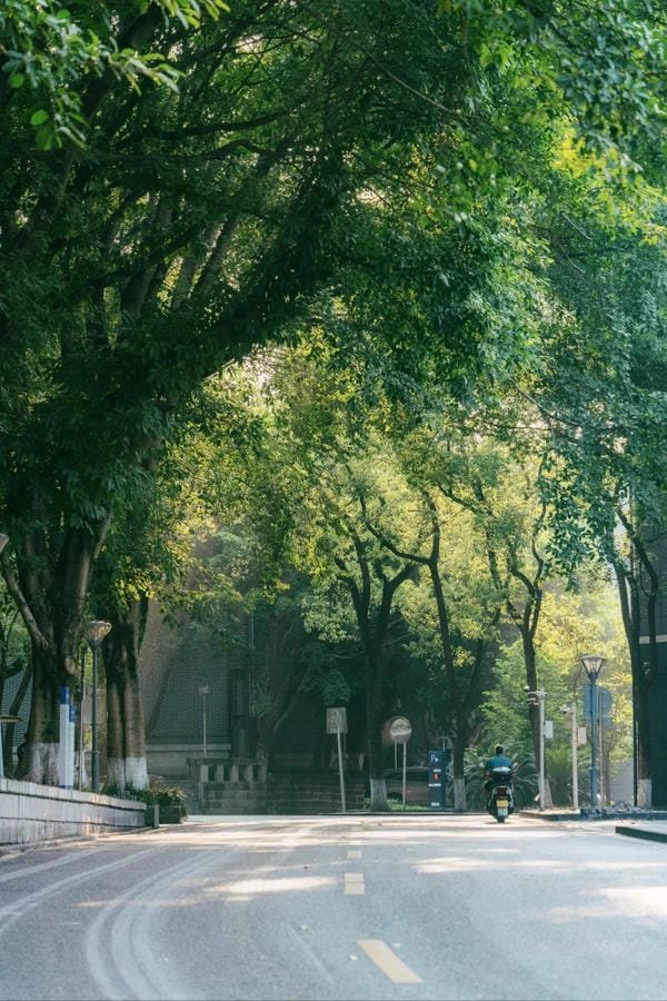 ảnh trường học xanh 21